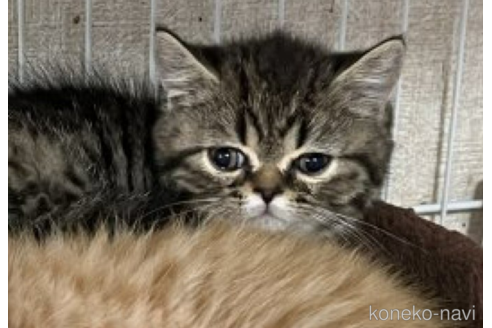 成約済の千葉県のミヌエット-54629の3枚目